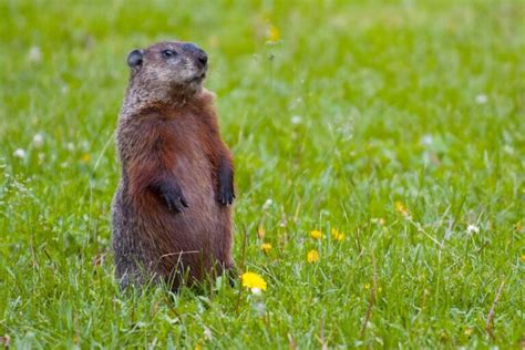 cabo prada groundhogs|groundhogs facts and information.